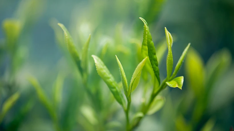 白巷子 滿杯水果茶/芝士奶蓋專門店