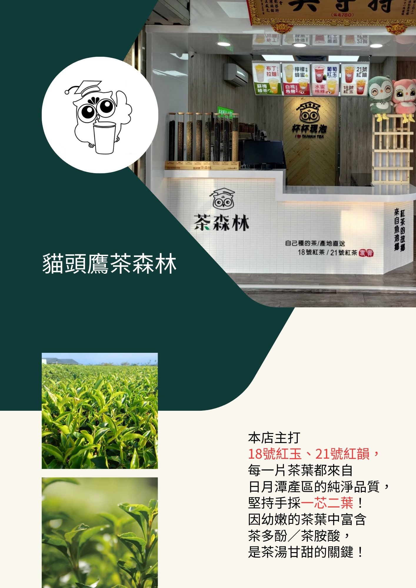 貓頭鷹茶森林 加盟優勢