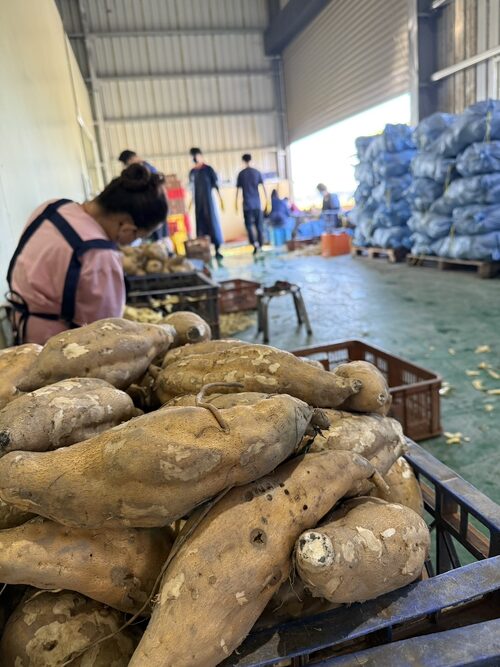 可以可以地瓜球 品牌形象